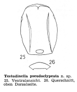 Testudinella pseudoclypeata - Original description image