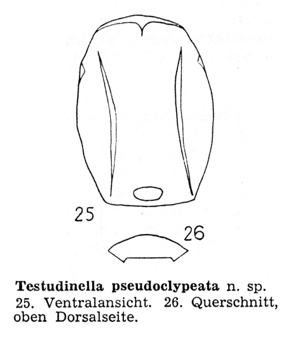 Testudinella pseudoclypeata Testudinella pseudoclypeata