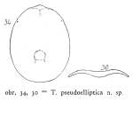 Testudinella pseudoelliptica - Original description image