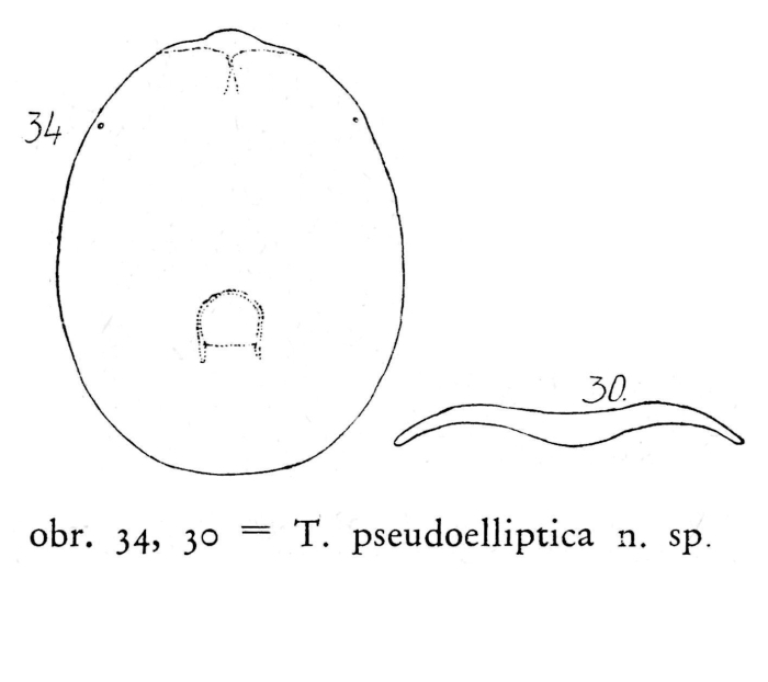 Testudinella pseudoelliptica - Original description image