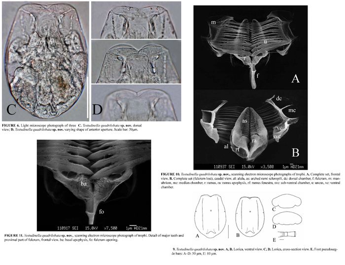 Testudinella quadrilobata - Original description image