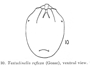 Testudinella reflexa