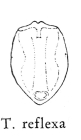 Testudinella reflexa