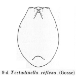 Testudinella reflexa