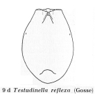 Testudinella reflexa