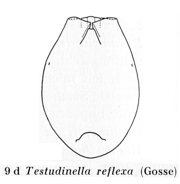 Testudinella reflexa Testudinella reflexa