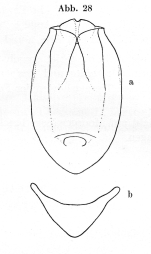 Testudinella reflexa