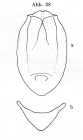 Testudinella reflexa