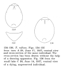 Testudinella reflexa