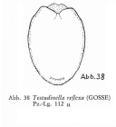 Testudinella reflexa