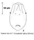 Testudinella reflexa