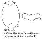 Testudinella reflexa