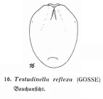 Testudinella reflexa