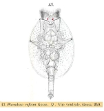 Testudinella reflexa