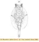 Testudinella reflexa