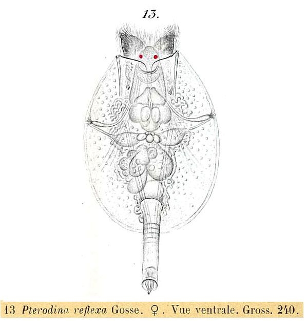 Testudinella reflexa Testudinella reflexa