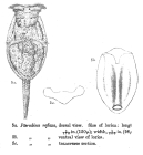 Testudinella reflexa