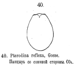 Testudinella reflexa