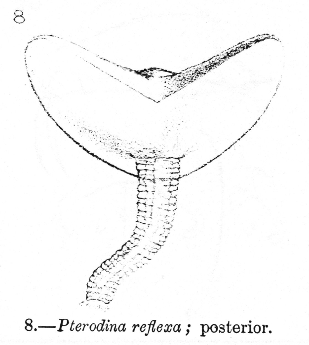 Testudinella reflexa - Original description image