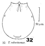 Testudinella robertsonae