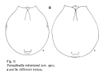 Testudinella robertsonae