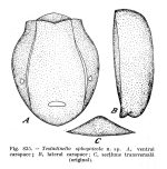 Testudinella sphagnicola - Original description image