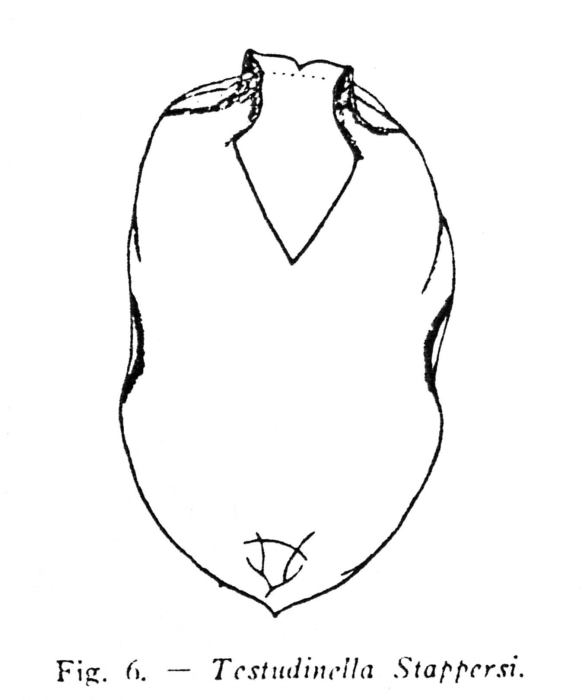 Testudinella stappersi - Original description image