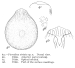 Testudinella striata