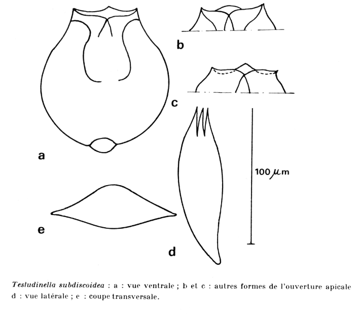 Testudinella subdiscoidea - Original description image