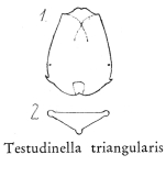 Testudinella triangularis