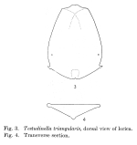 Testudinella triangularis