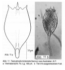 Testudinella tridentata