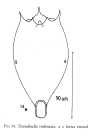 Testudinella tridentata