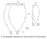 Testudinella tridentata