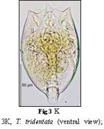 Testudinella tridentata