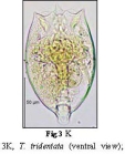 Testudinella tridentata