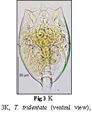 Testudinella tridentata Testudinella tridentata