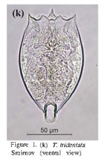 Testudinella tridentata