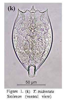 Testudinella tridentata Testudinella tridentata
