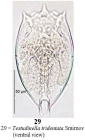Testudinella tridentata