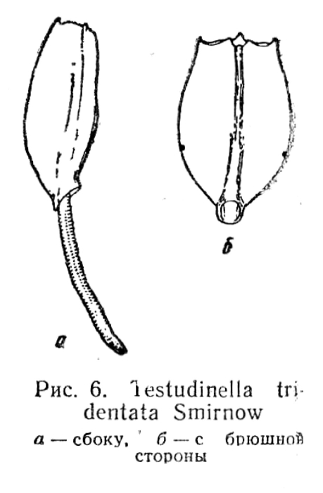 Testudinella tridentata Testudinella tridentata