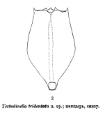 Testudinella tridentata - Original description image