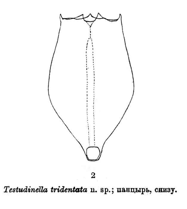Testudinella tridentata - Original description image