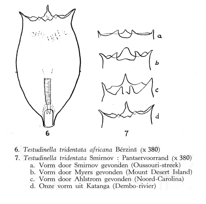 Testudinella tridentata africana - Original description image
