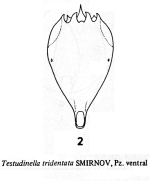 Testudinella tridentata amazonica