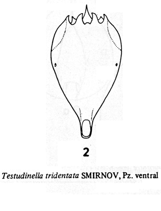 Testudinella tridentata amazonica Testudinella tridentata amazonica