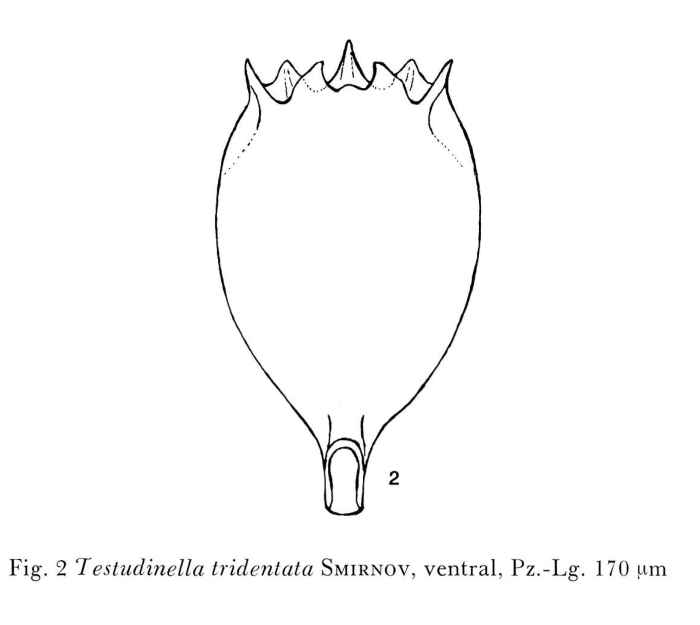 Testudinella tridentata amazonica Testudinella tridentata amazonica