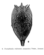 Testudinella tridentata amazonica - Original description image