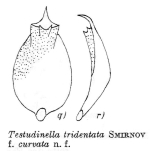 Testudinella tridentata f. curvata - Original description image