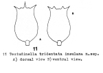 Testudinella tridentata insulana - Original description image